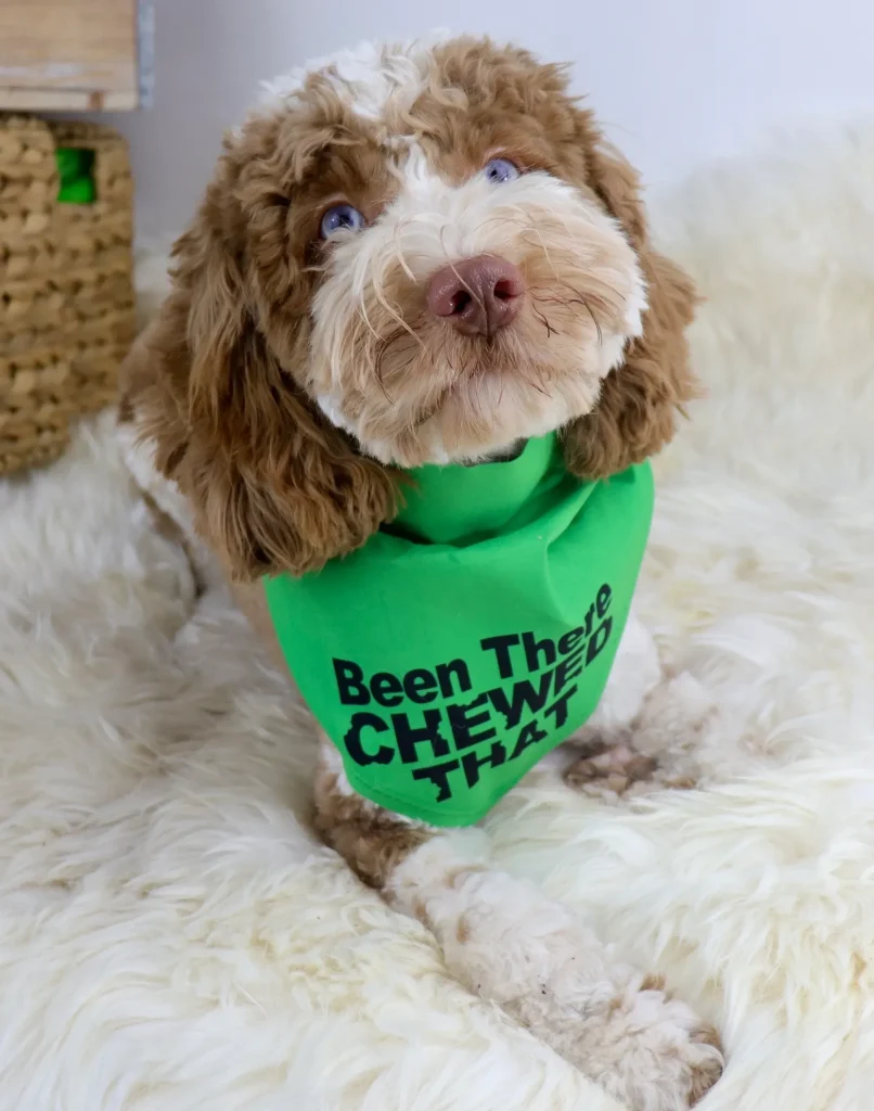 Dog wearing a green bandana on fur.